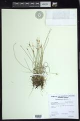 Trichophorum alpinum