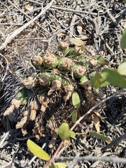 Eriosyce curvispina