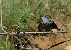 Muscipipra vetula