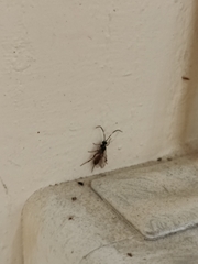 Ichneumon sarcitorius