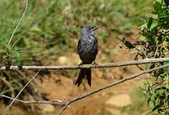 Muscipipra vetula