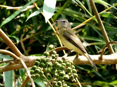 Myiopagis viridicata