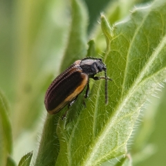 Microtheca ochroloma