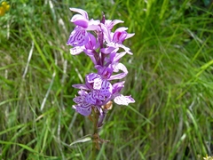Dactylorhiza saccifera
