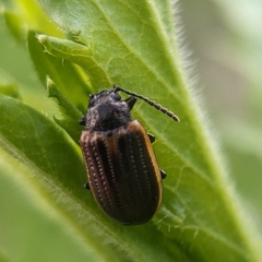 Microtheca ochroloma