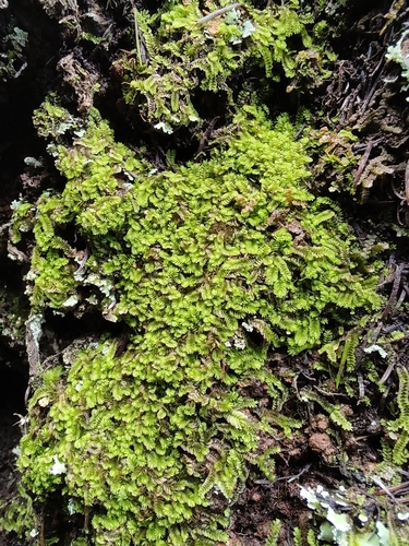 Gongylanthus ericetorum image