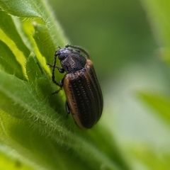 Microtheca ochroloma