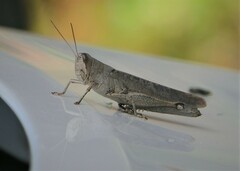 Schistocerca rubiginosa