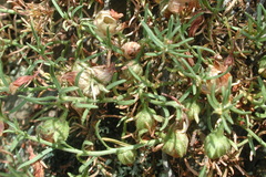 Fumana procumbens