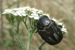 Protaetia morio