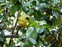 Citrus paridisi