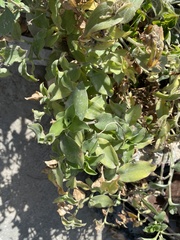Tradescantia brevifolia