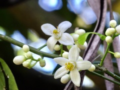 Citrus paridisi
