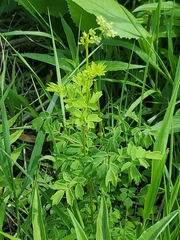 Thalictrum dasycarpum