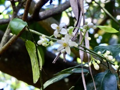Citrus paridisi