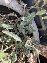 Tradescantia sillamontana
