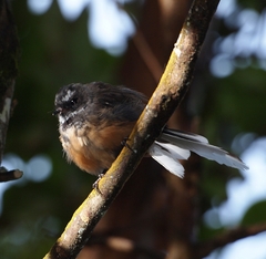 Rhipidura fuliginosa fuliginosa