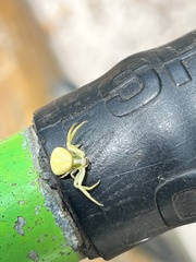 Misumenoides