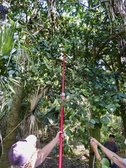 Citrus paridisi