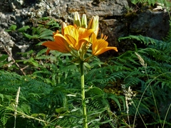 Lilium bulbiferum