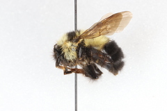 Bombus sandersoni