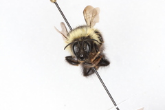 Bombus sandersoni
