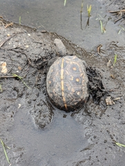 Terrapene carolina major