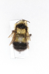 Bombus sandersoni