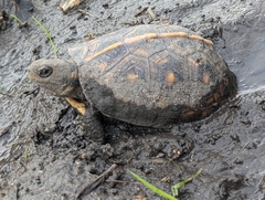 Terrapene carolina major