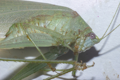 Anaulacomerina