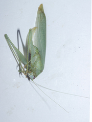 Anaulacomerina