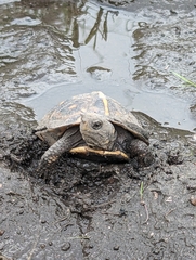 Terrapene carolina major