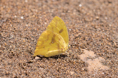 Phoebis neocypris