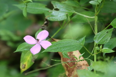 Arthrostemma ciliatum