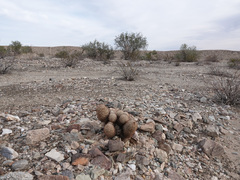 Escobaria alversonii