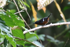 Microrhopias quixensis