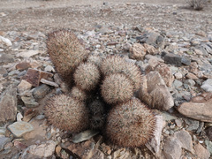 Escobaria alversonii