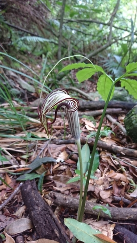 Arisaema thunbergii iNat (3)
