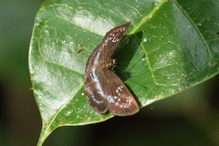 Quadrus cerialis image