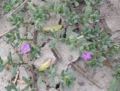 Calibrachoa parviflora