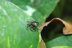 Salticidae