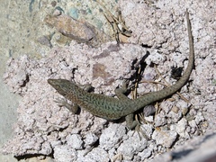 Archaeolacerta bedriagae