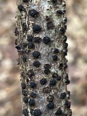 Diatrype disciformis