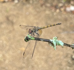 Trithemis werneri
