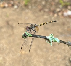 Trithemis werneri