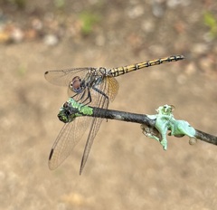 Trithemis werneri