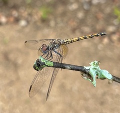 Trithemis werneri