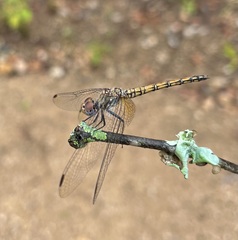 Trithemis werneri