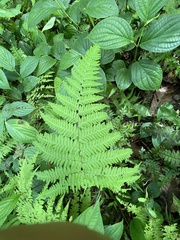 Pteris tripartita