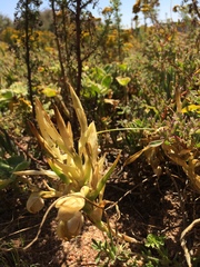 Ferraria densepunctulata
